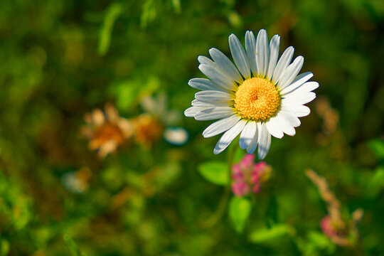 The image features a white daisy with a yellow center, surrounded by greenery and other blurred flowers.