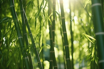 Fototapeta na wymiar Bamboo forest with sunlight in the morning. Natural green background