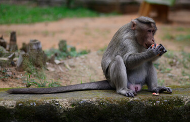 A young Bonnet Macaque monkey sitting on a wall and peeling a pomegranate