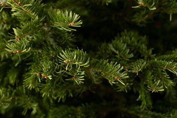 Close-up of fir tree twigs, depth of field