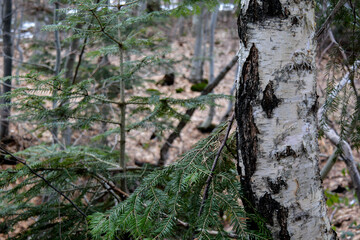 tree trunk in the forest