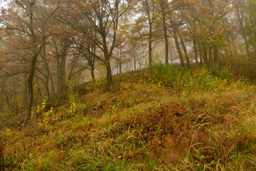 A path through the forest in autumn color leaves