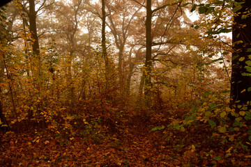 A path through the forest in autumn color leaves