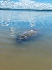 animal in river © Amanda