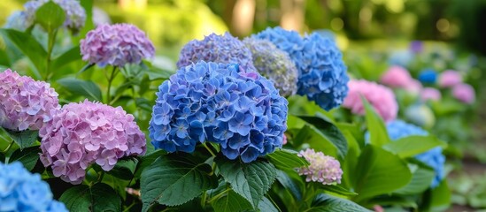 Vibrant Hydrangea Blooms Illuminate the Early Summer Landscape with Hydrange, Early, Summer Splendor