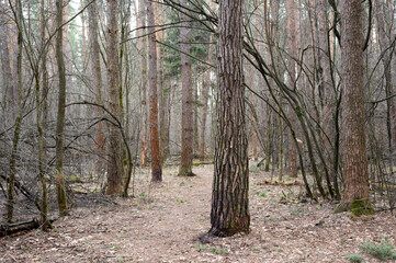 Empty woods during spring season. Bare tree trees in spring forest - 721328452