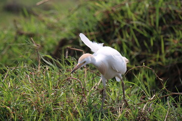 Western Cattle Egret in Namibia