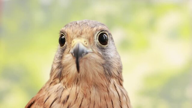 Close-up portrait of a falcon. Slow motion.
