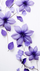 Purple flowers on white background. Flat lay, top view .
