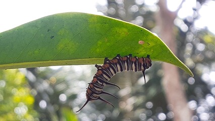 image of a caterpillar on a leaf
