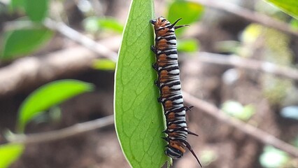 image of a caterpillar on a leaf