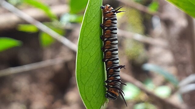 image of a caterpillar on a leaf