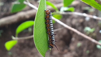 image of a caterpillar on a leaf