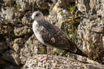 Seagull perched on a rock observing the landscape
