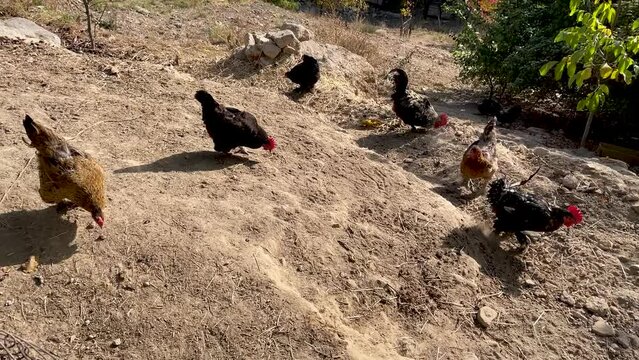 Domestic chickens near the chicken coop peck the scattered grain from the ground. Breeding poultry on the farm