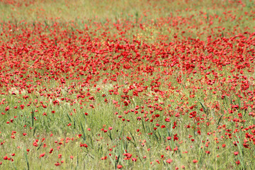 Beautiful Red poppies in field