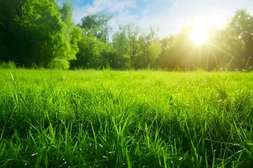 Foto op Canvas Spring or summer and grass field with sunny background. © krajidrid