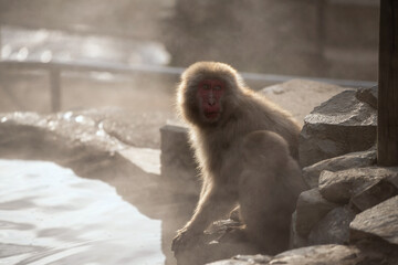 Naklejka premium Japanese Snow monkey family by hot spring at sunset in Jigokudani