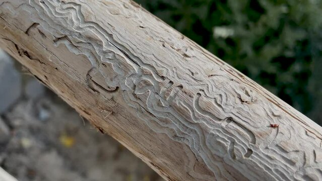 Wood worm corridors under infection bark of pine tree close-up. Imprint of bark beetle. Forest pests, diseased tree. Macro texture. Tunnels infection bark close-up. Selective focus on trails in trunk