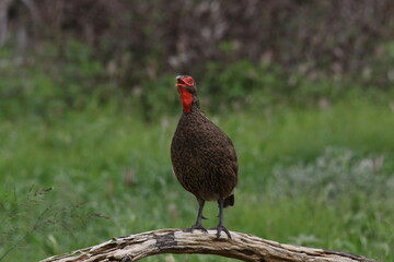Swainson's spurfowl calling after a rainy day in Namibia