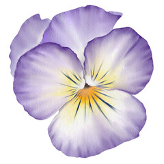 Watercolor purple  flower