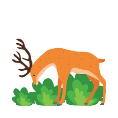 deer illustration