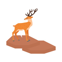 deer illustration