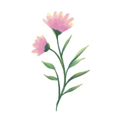 watercolor pink wild flowers isolated