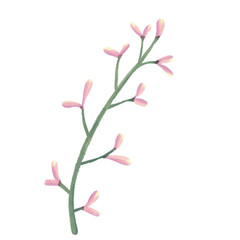 pink magnolia flowers isolated