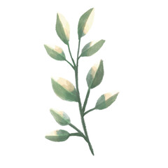 green leaves isolated on white