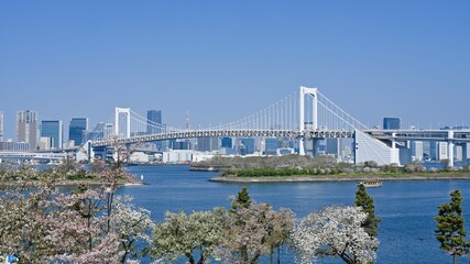 Fototapeta premium レインボーブリッジと桜 