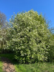 Obraz premium tree in spring