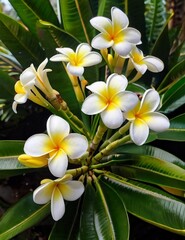 Fototapeta premium white frangipani flowers