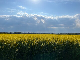 Obraz premium rapeseed field and sky
