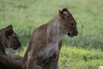 African lion close-up in savannah in natural conditions in Kenya national park