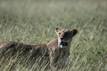 African lion close-up in savannah in natural conditions in Kenya national park