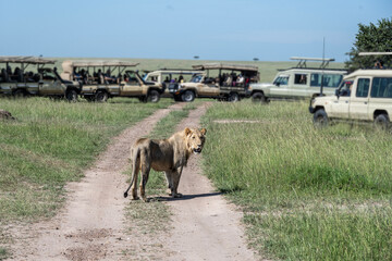 Fototapeta na wymiar African lion close-up in savannah in natural conditions in Kenya national park
