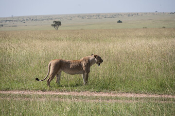 African lion close-up in savannah in natural conditions in Kenya national park