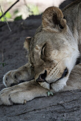 African lion close-up on rest in natural conditions in Kenya national park