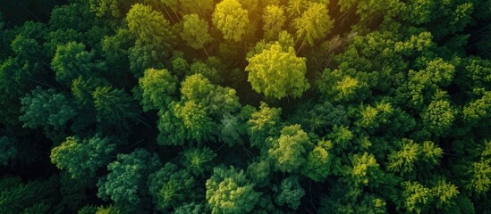 Drone captures stunning aerial view of nature and forests during sunrise or sunset in summer. - obrazy, fototapety, plakaty