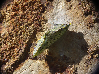 Crisalide, pupa di farfalla bianca (Pieris brasicae)