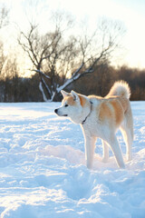 Akita inu dog in snow, winter natural background. portrait of beautiful cute red Japanese dog outdoor in sunny winter day.