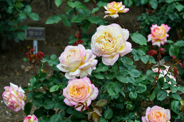 バラ「ミツコ」	Rose 'Mitsouko'