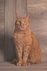 Cute red cat sitting on the table and looking  curious at camera. Vertical image.
