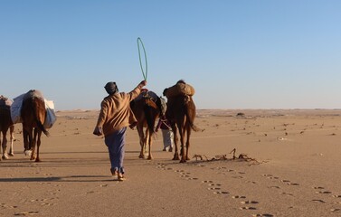 Camel Caravan with men trekking and hiking through the western desert in Egypt n Bahariya oasis