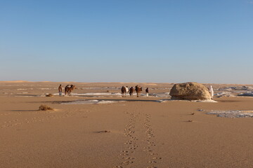 Fototapeta na wymiar Camel Caravan with men trekking and hiking through the western desert in Egypt n Bahariya oasis