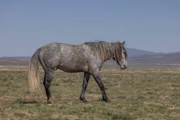 Beautiful Wild Horse in Spring in the Utah Desert