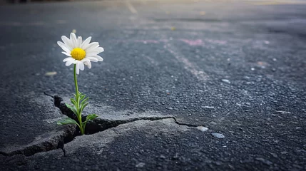 Fototapeten Concept with a daisy flower growing from a crack in the asphalt in the city center. © Oleg Kolbasin