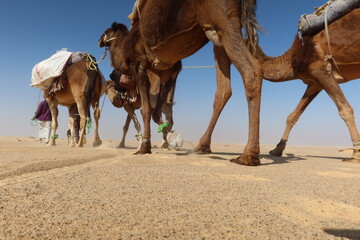 Camel Caravan with men trekking and hiking through the western desert in Egypt n Bahariya oasis