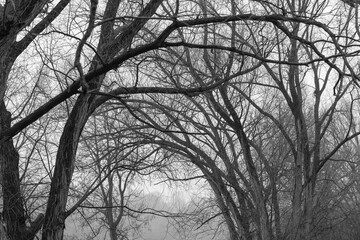 black and white depiction of bare deciduous trees in near silhouette on a fog filled afternoon in January